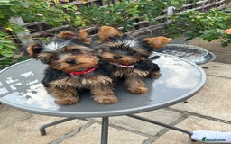 Yorkshire Terrier dogs for sale: Ready to leave  - Image 1