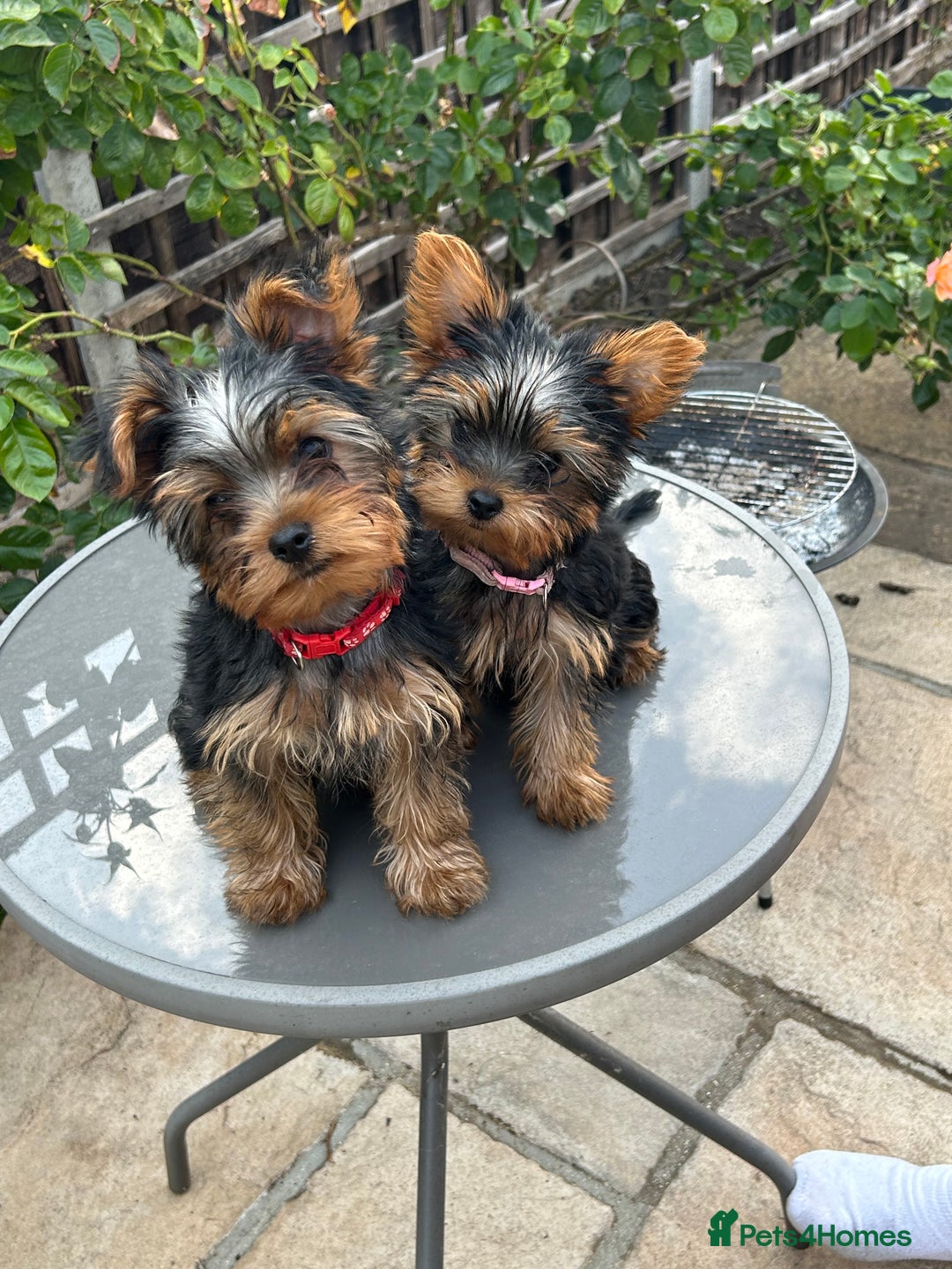 Yorkshire Terrier dogs for sale: Ready to leave  - Image 1