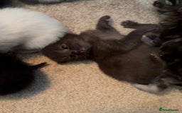 Ragdoll cats for sale: CINNAMON RAGDOLL GIRL - Image 4