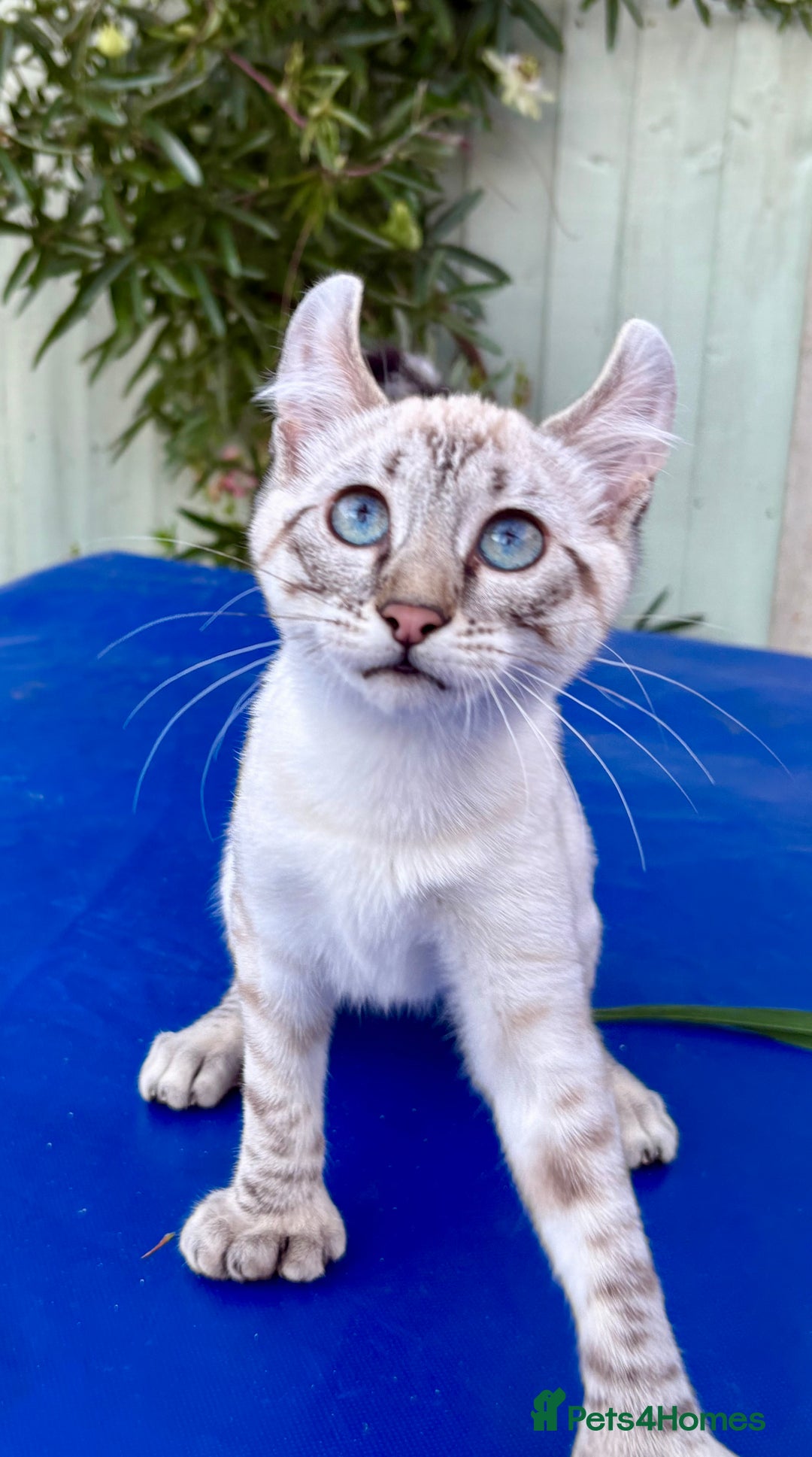 Keetso cats for sale: Wild looking polydactyl curled eared snow leopard  - Image 16