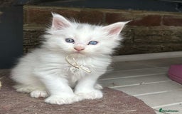 Maine Coon cats for sale: MAINE COON KITTENS SOME POLYDACTYL  - Image 28