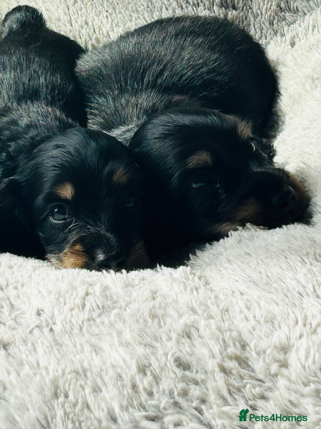 Miniature Dachshund dogs for sale: KC reg miniature long haired dachshunds - Image 4