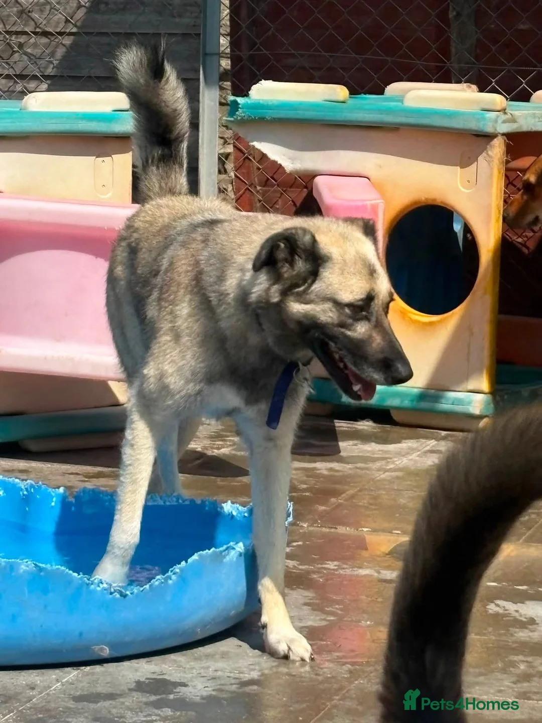 Mixed Breed dogs for adoption: Alfie - Norwich Norfolk  - Advert 2