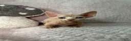 Sphynx cats for sale: Bambino Sphynx kittens  - Advert 11