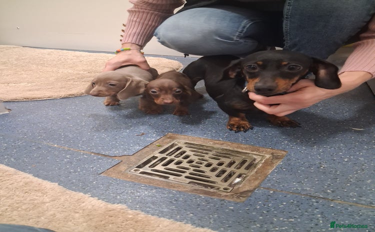 Dachshund dogs - Advert 1