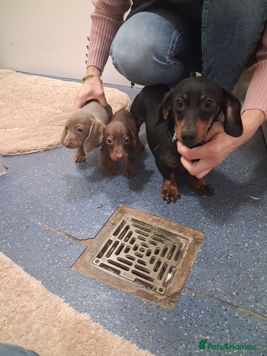 Dachshund dogs for sale: Miniature dashound - Image 1