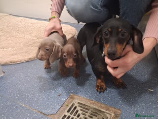 Dachshund dogs - Advert 4