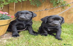 Labrador Retriever dogs for sale: Labradors, vaccinated and ready for new home  - Image 1