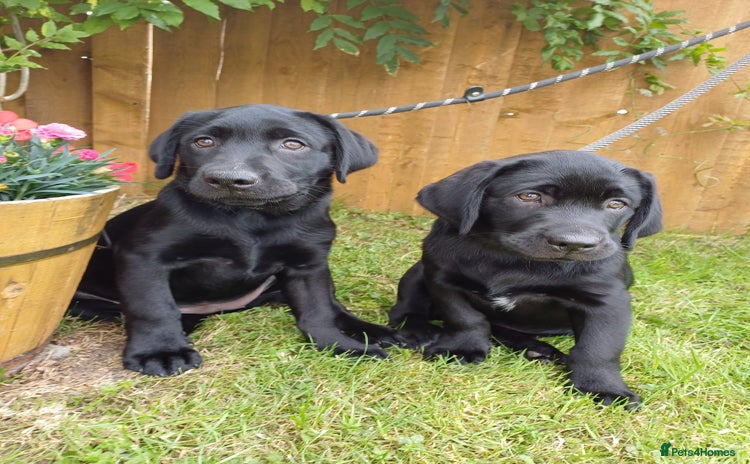 Labrador Retriever dogs - Advert 1