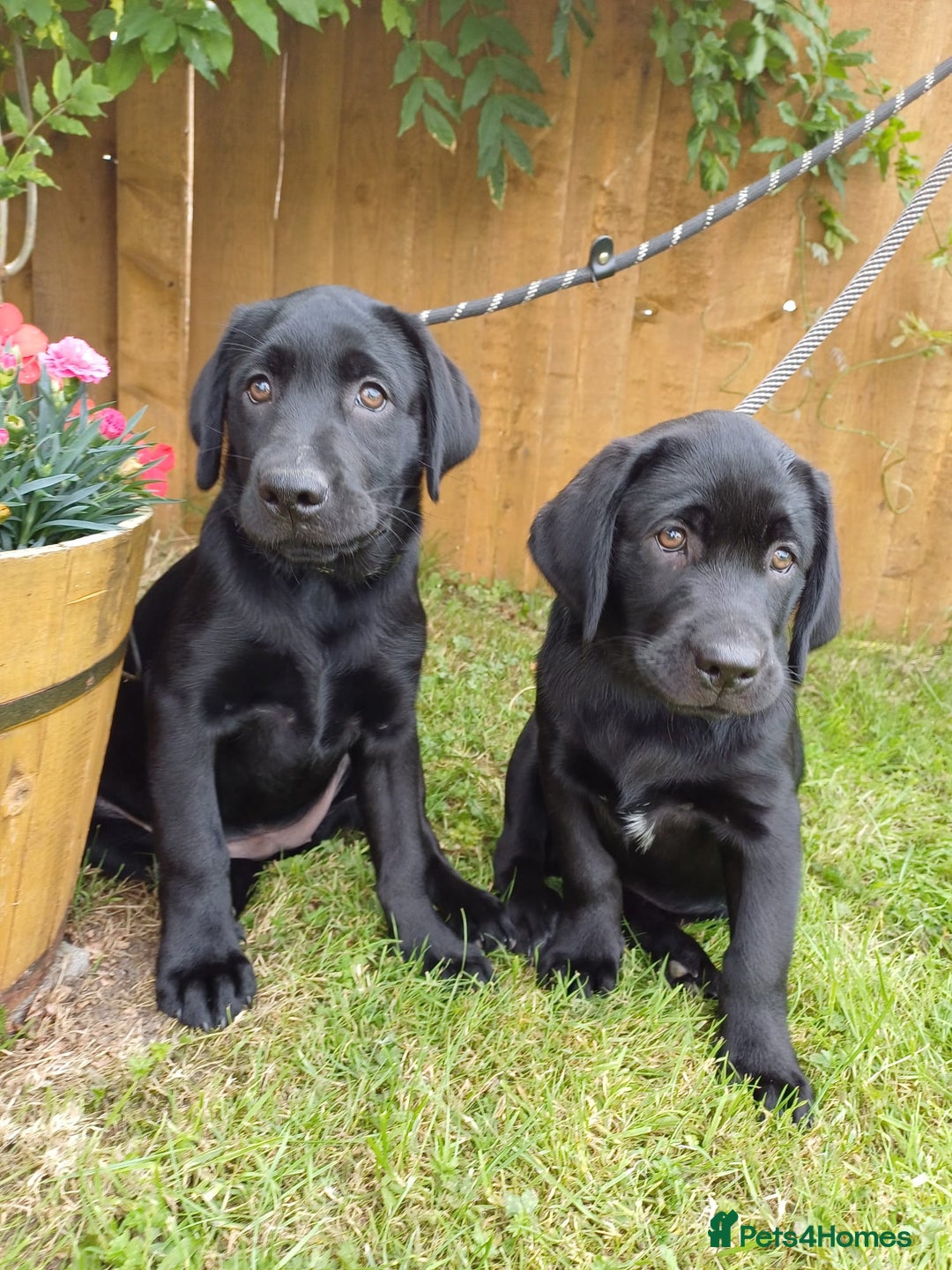 Labrador Retriever dogs for sale: Labradors, vaccinated and ready for new home  - Image 1