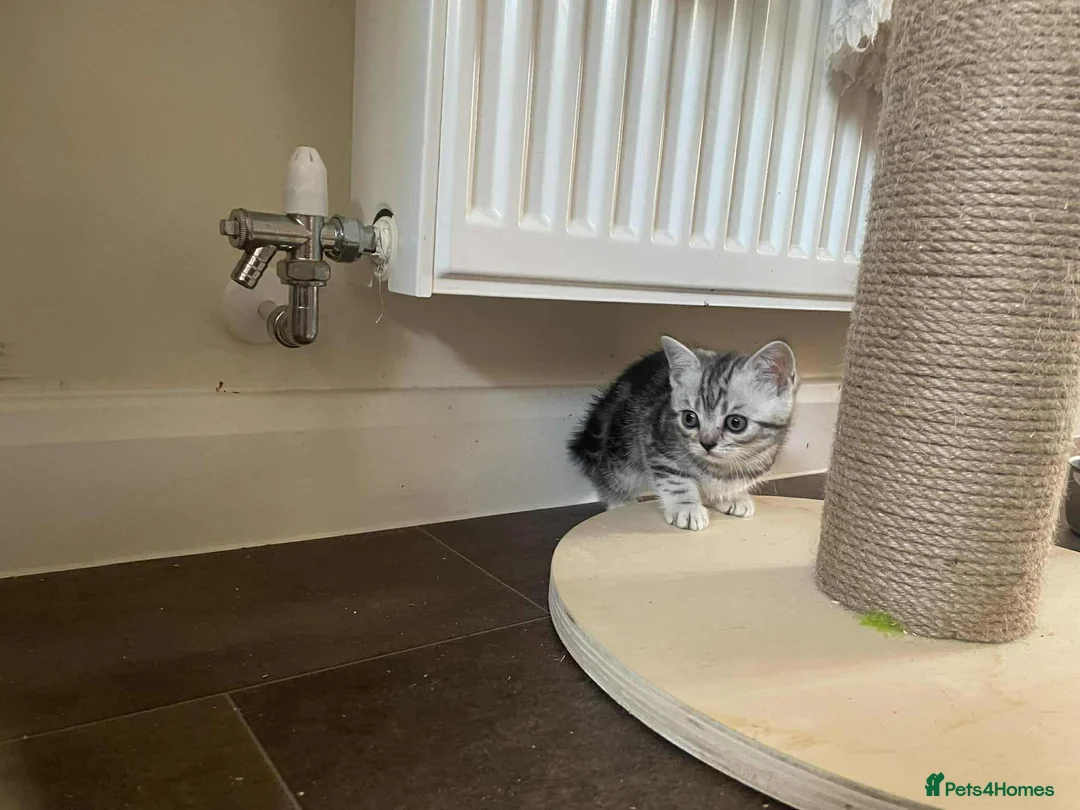 British Shorthair cats for sale: British Shorthair Silver Tabby Kittens - Advert 4
