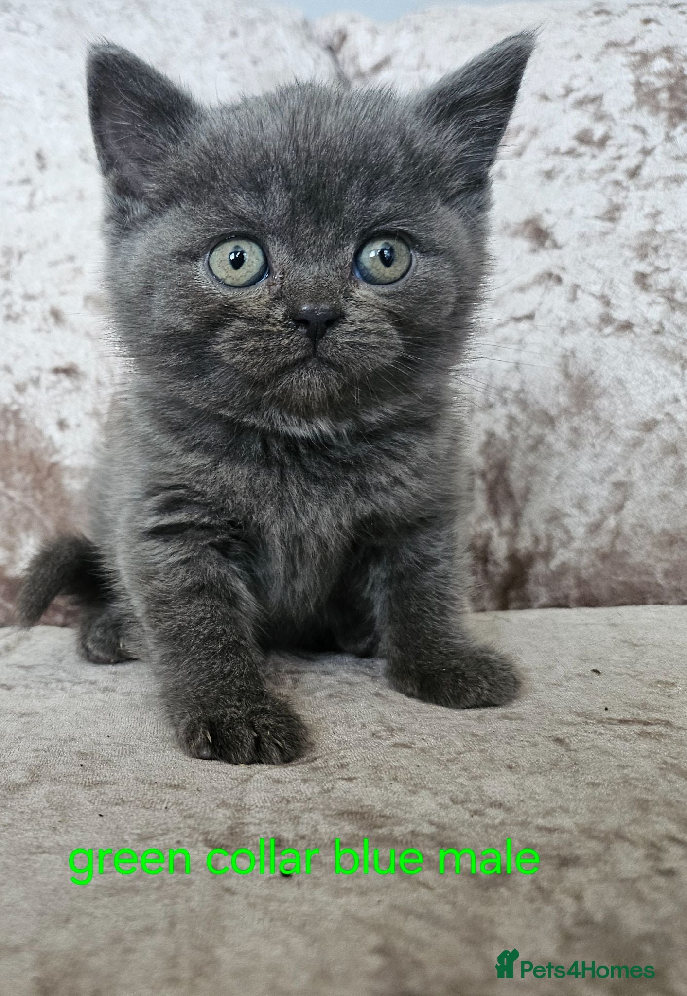 British Shorthair cats 5 pedigree British blue shorthairs kittens  - Advert 16
