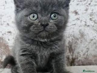 British Shorthair cats 5 pedigree British blue shorthairs kittens - Advert 16
