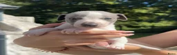 Whippet dogs for sale: 🥰LAST TWO WHIPPET BOYS REMAINING🥰 - Advert 24
