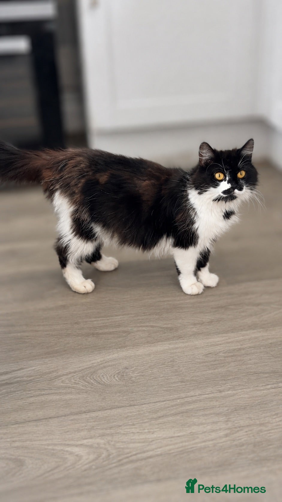 Mixed Breed cats Mixed breed kittens - Advert 7