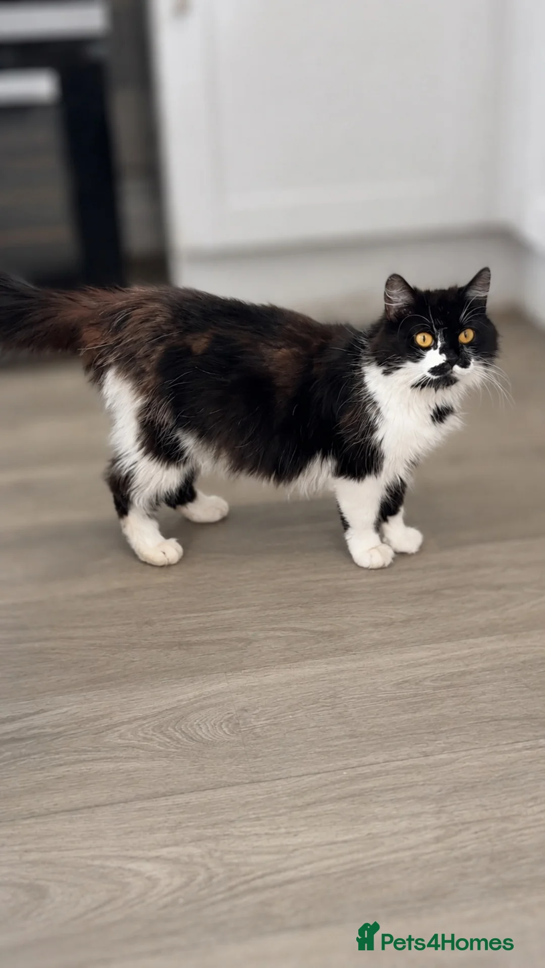Mixed Breed cats for sale: Mixed breed kittens in Stratford-upon-Avon - Advert 1