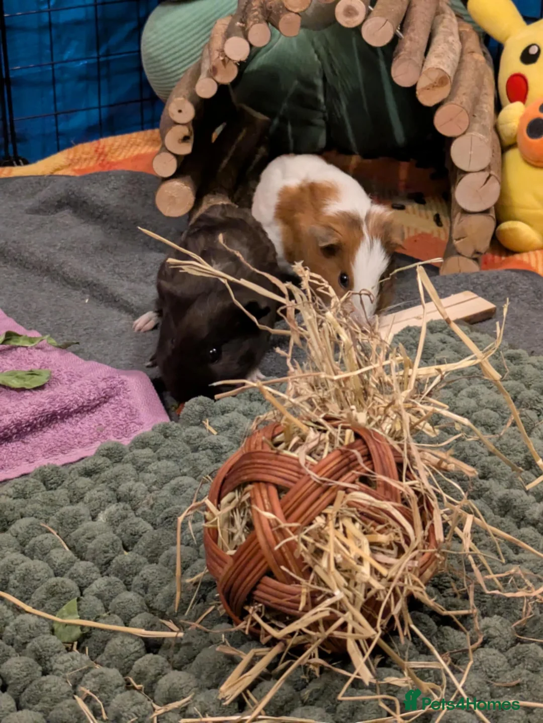 Guinea Pig rodents for sale: 💕2 Sweet Boys with Full Set Up💕 - Advert 3
