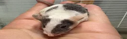 Mouse rodents for sale: Grey & white baby male mouse with cage for sale - Advert 4