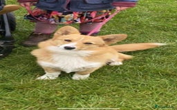 Mixed Breed dogs for sale: Corrier (Corgi X Border Terrier)  - Image 15