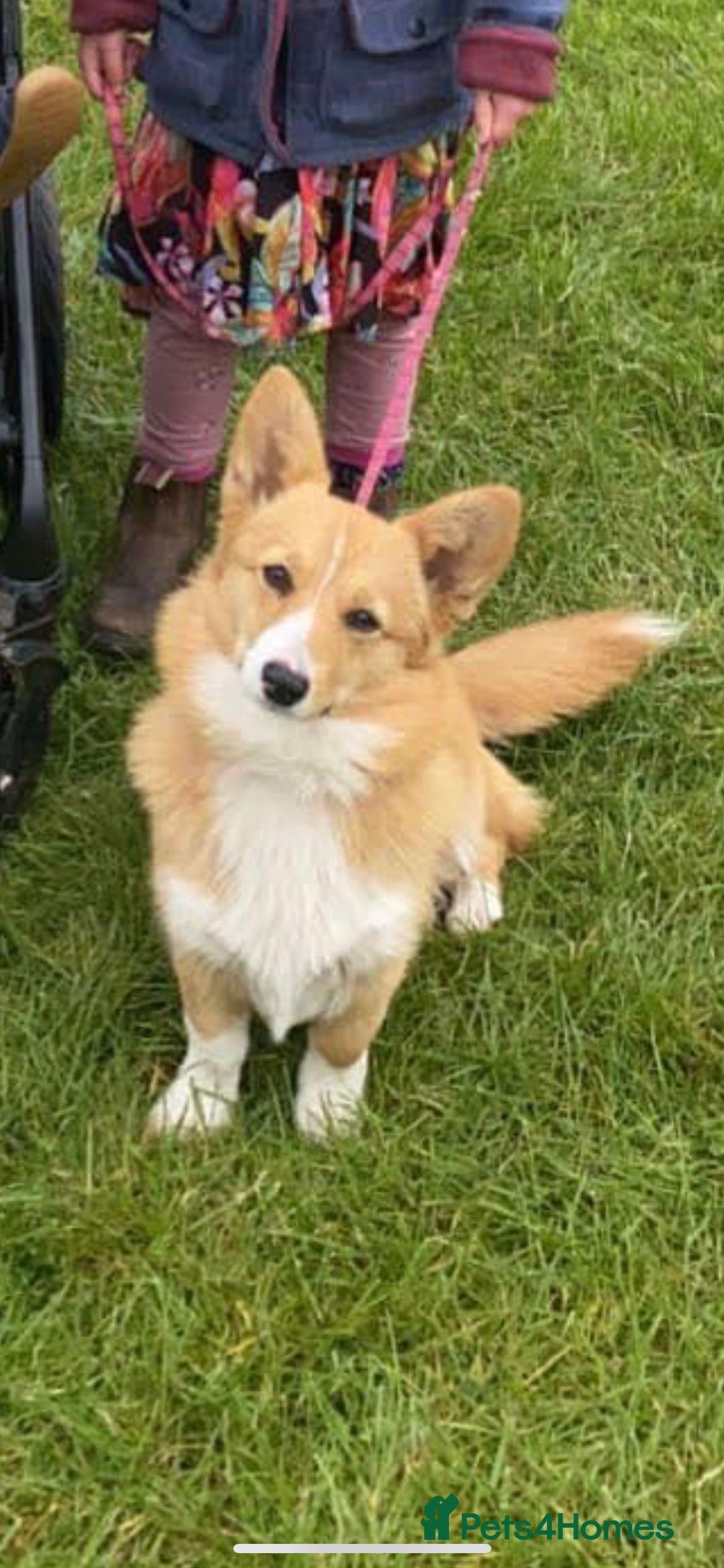Mixed Breed dogs for sale: Corrier (Corgi X Border Terrier)  - Image 15