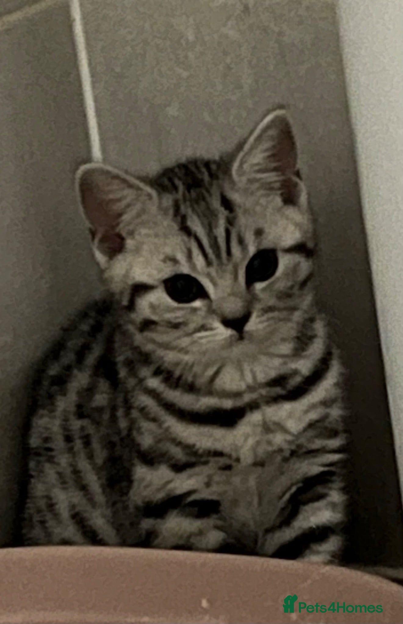 British Shorthair cats Stunning black silver spotted British Shorthair  - Advert 2