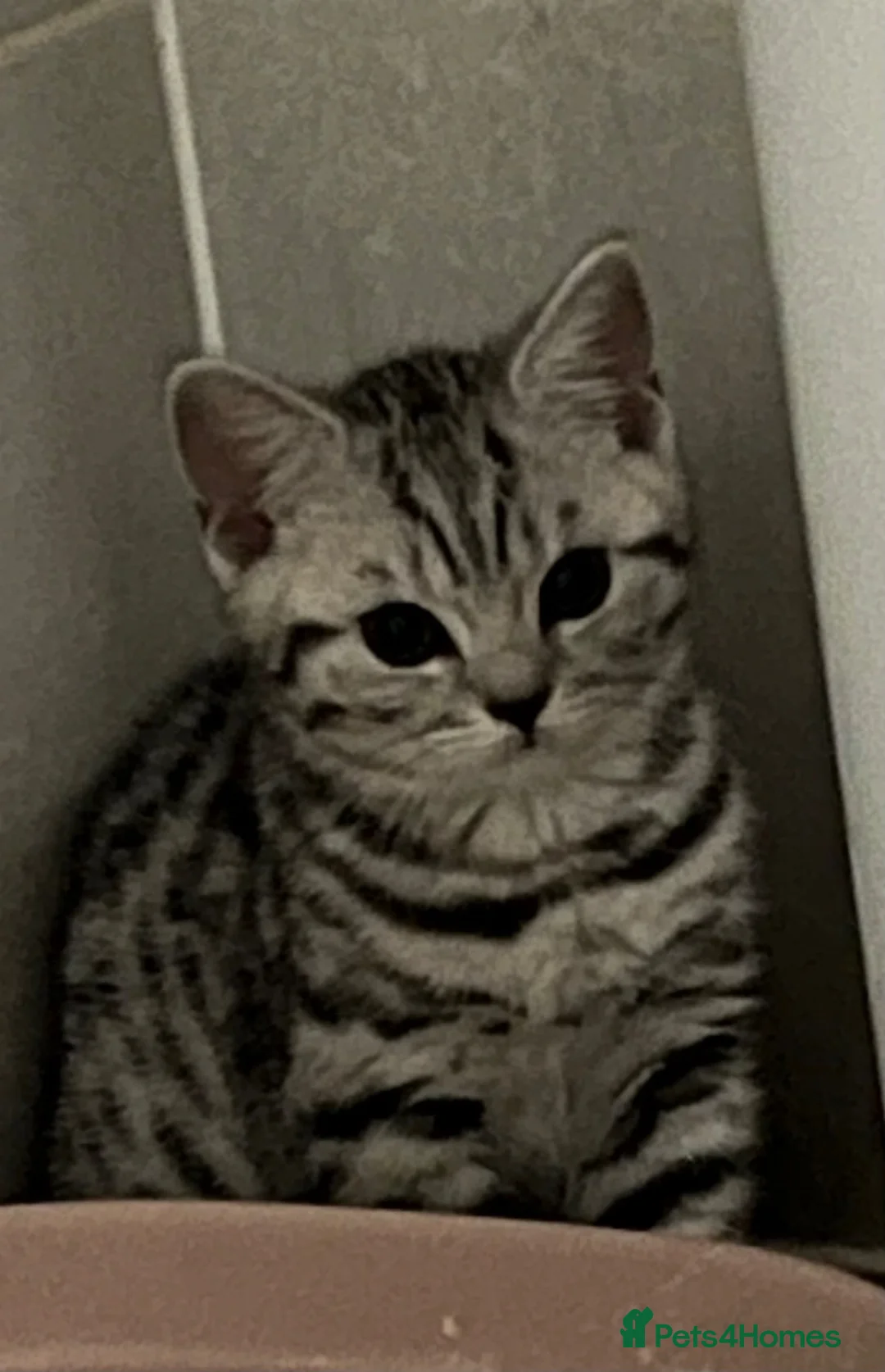 British Shorthair cats for sale: Stunning black silver spotted British Shorthair  - Advert 2