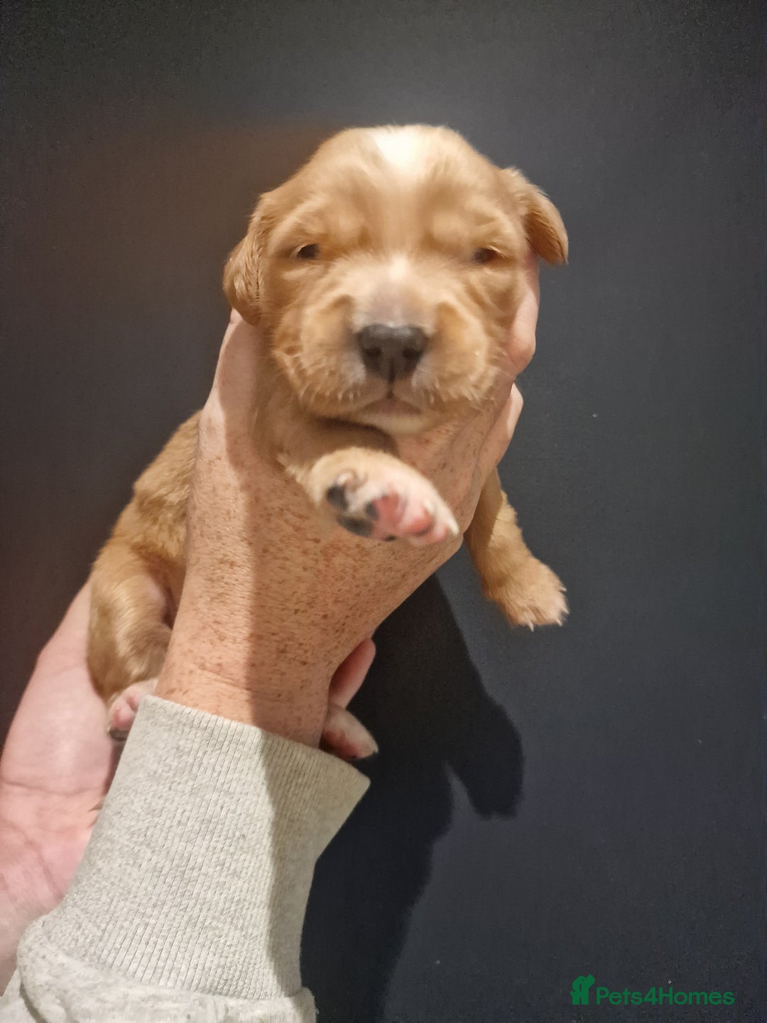 Golden Retriever dogs for sale: Beautiful KC-Registered Golden Retriever Puppies - Advert 4