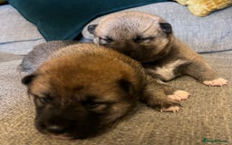 Japanese Shiba Inu dogs for sale: K.C reg Japanese Shiba Inu Puppies - Image 8