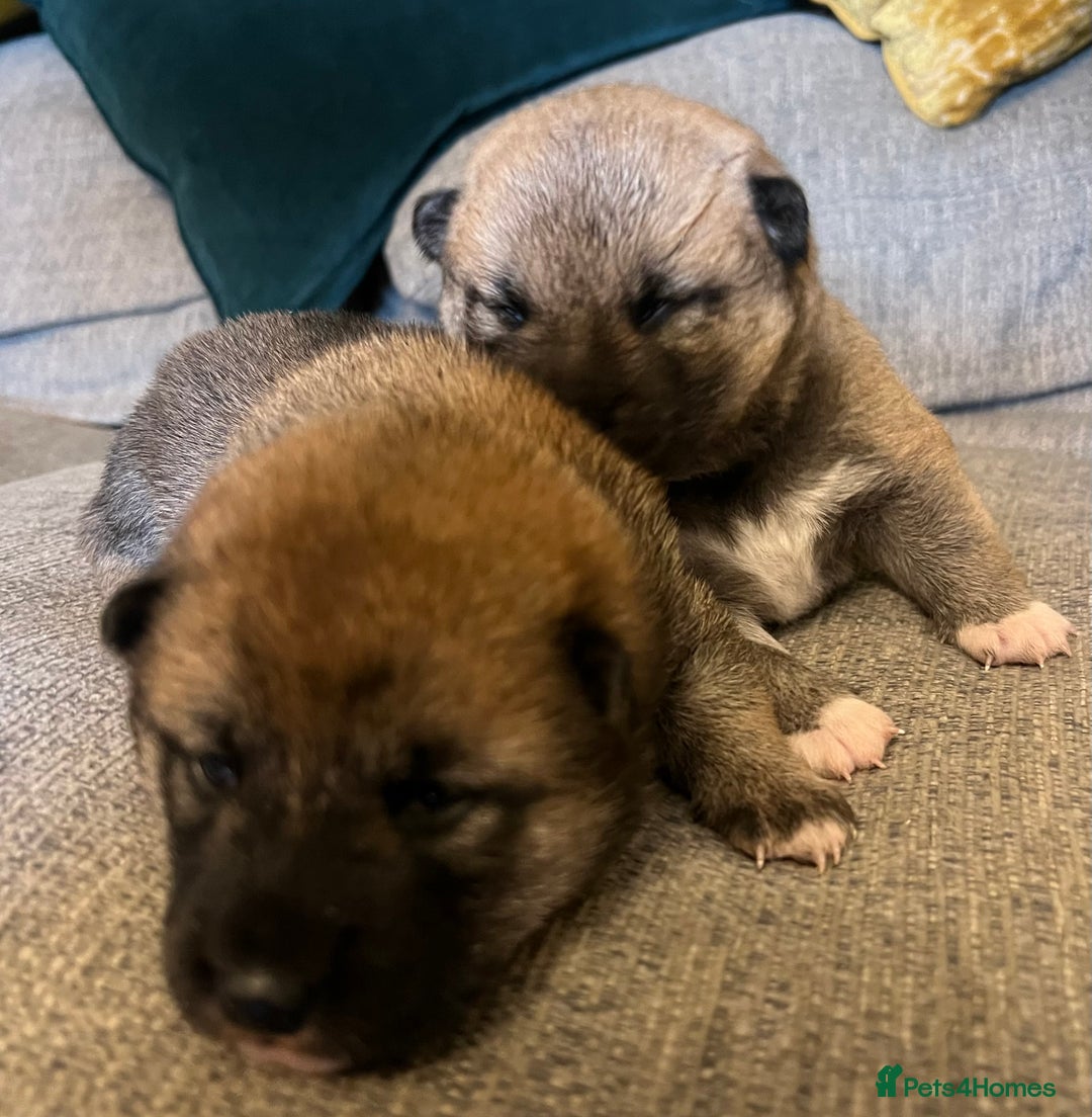 Japanese Shiba Inu dogs for sale: K.C reg Japanese Shiba Inu Puppies - Image 8
