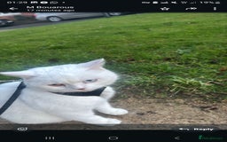 British Shorthair cats for sale: Adorable white British shorthair looking for home  - Image 2