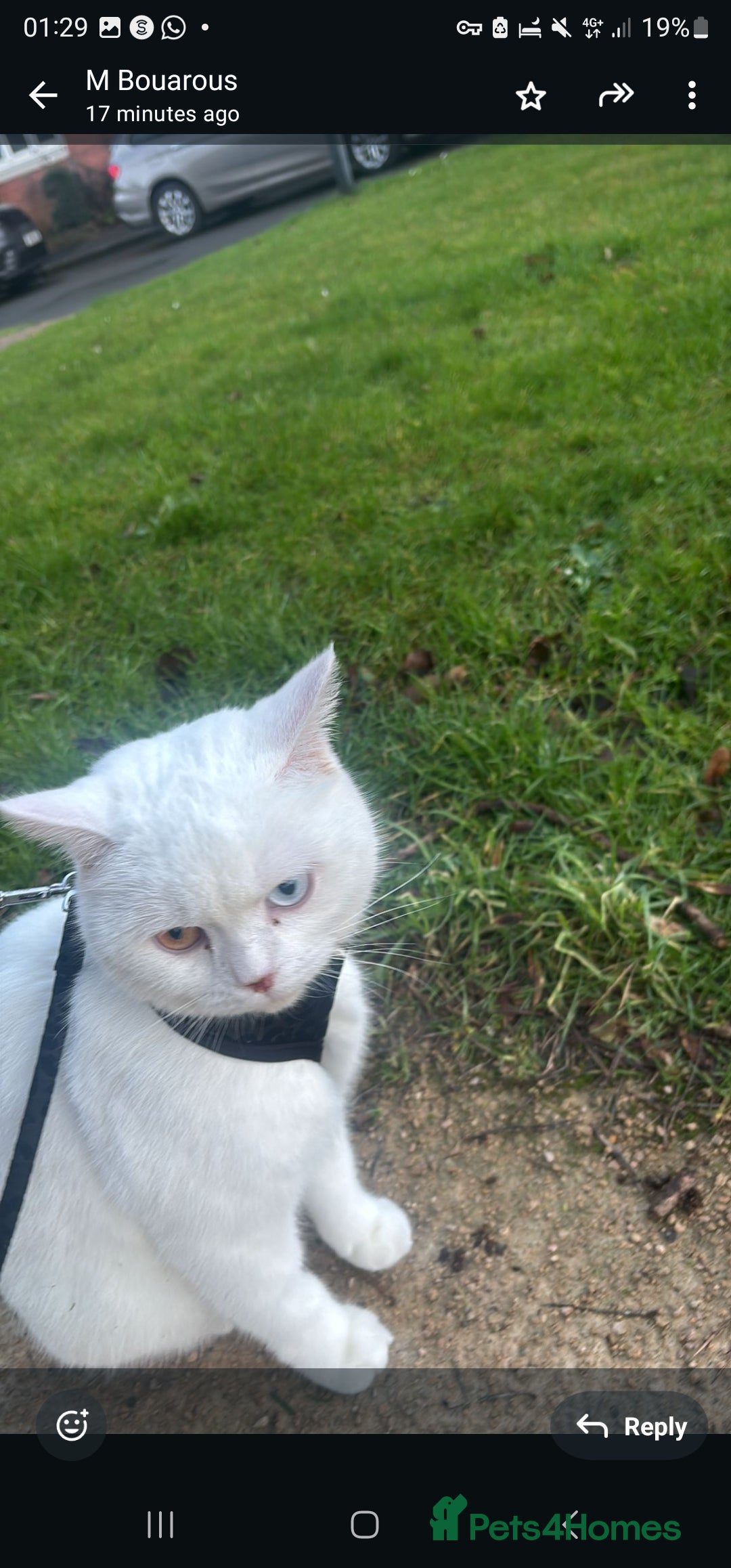 British Shorthair cats for sale: Adorable white British shorthair looking for home  - Image 2