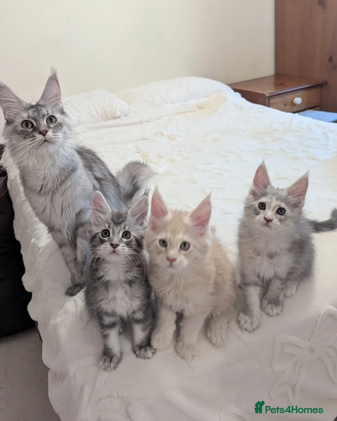 Maine Coon cats for sale: Champion Line Registered Female Kittens  - Advert 13