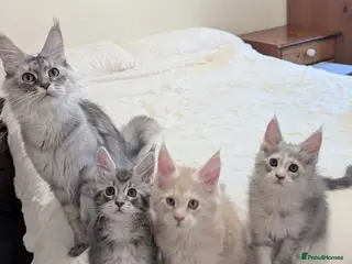 Maine Coon cats Champion Line Registered Female Kittens - Advert 1