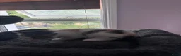 Mixed Breed cats for sale: Mainecoonx kittens  - Advert 18