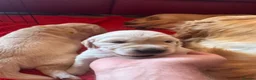 Golden Retriever dogs for sale: LARGE SIZE PURE GOLDEN RETRIEVER PUPPIES!!! - Advert 8
