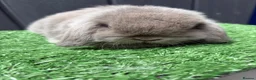 Mini Lop rabbits for sale: Mini lops available ready to leave now  - Advert 8