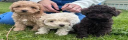 Cavapoo dogs for sale: F2 cavapoo boys  - Advert 4