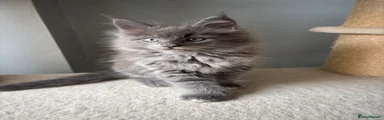 Maine Coon Kitten 1