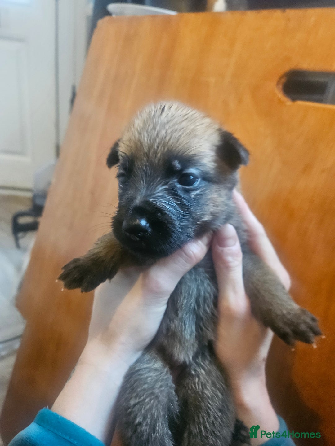 Belgian Shepherd Dog dogs for sale: Belgium Malinos shepard puppys - Image 3