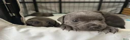 Staffordshire Bull Terrier dogs for sale: KC Registered Staffordshire Bull Terrier Puppies - Advert 2