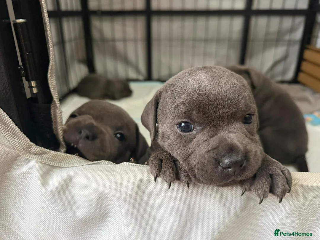 Staffordshire Bull Terrier dogs for sale: KC Registered Staffordshire Bull Terrier Puppies - Advert 2