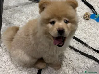 Mixed Breed dogs Sweet Chowsky puppy - Advert 17