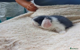 Lionhead rabbits for sale: Lion Lop Bunnies  - Image 2