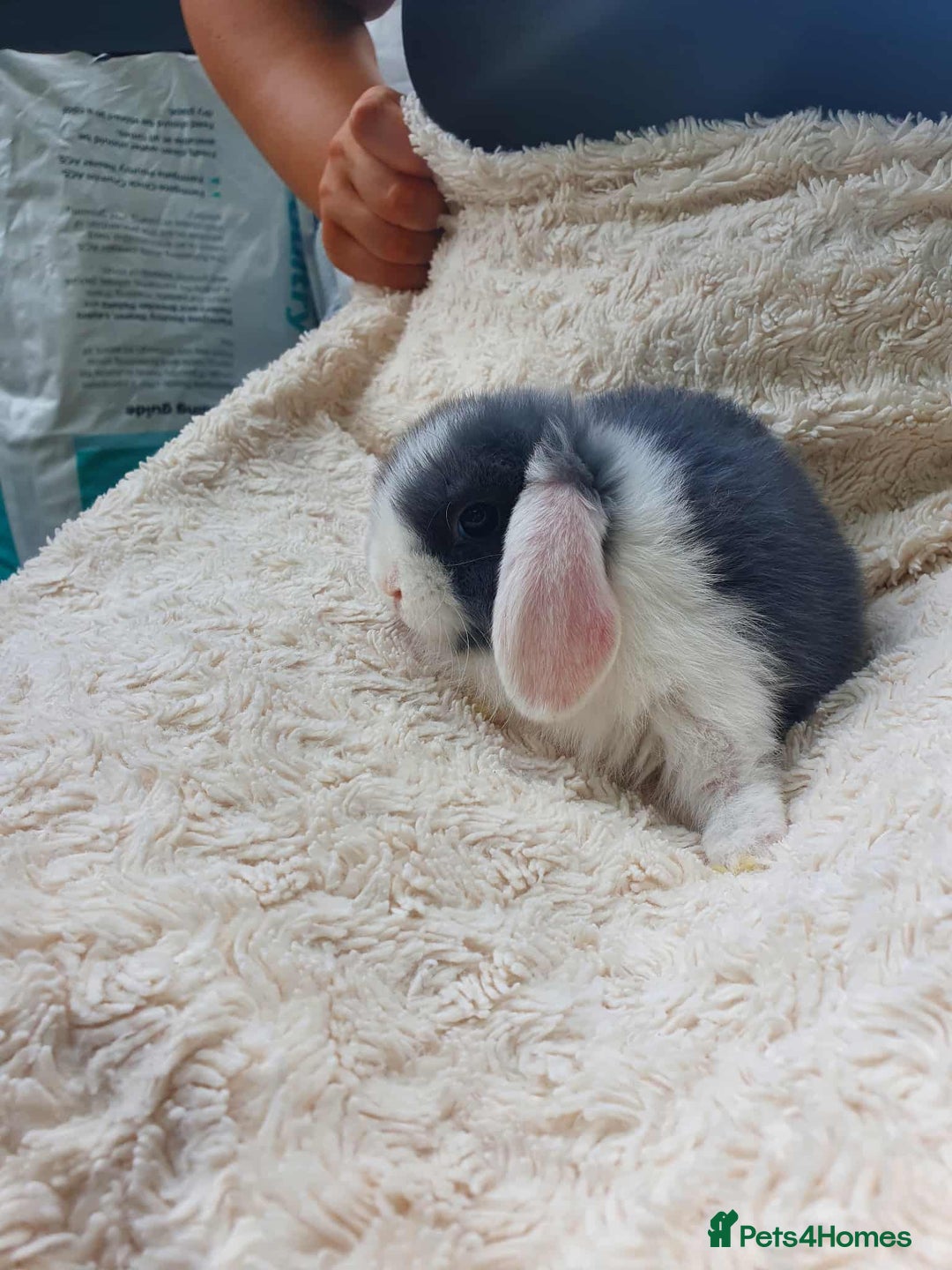Lionhead rabbits for sale: Lion Lop Bunnies  - Image 2