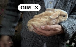 Mini Lop rabbits for sale: Friendly, Handled, Beautiful Baby Bunnies for Sale - Image 12