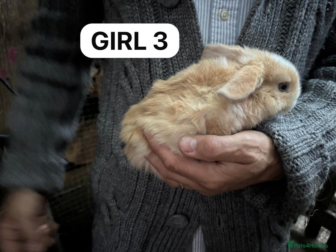 Mini Lop rabbits for sale: Friendly, Handled, Beautiful Baby Bunnies for Sale - Image 12