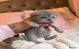 British Shorthair cats for sale: Pure British shorthair Champion line 😻🥇🏆 - Image 15