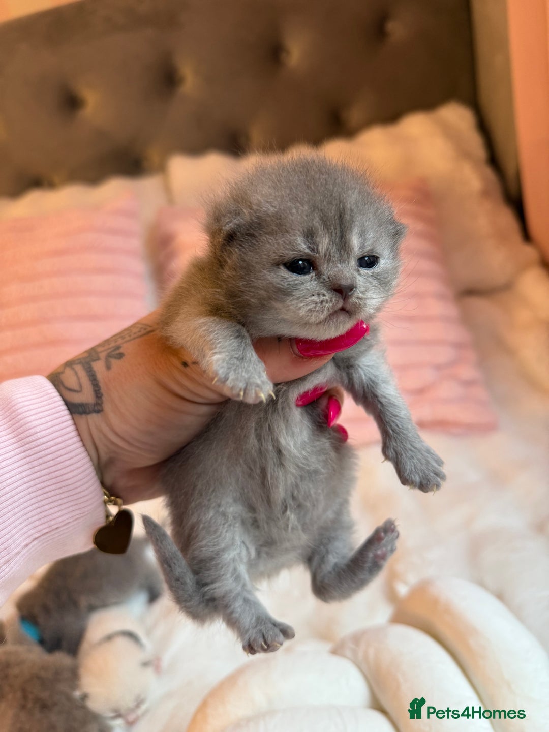 British Shorthair cats for sale: Pure British shorthair Champion line 😻🥇🏆 - Image 15