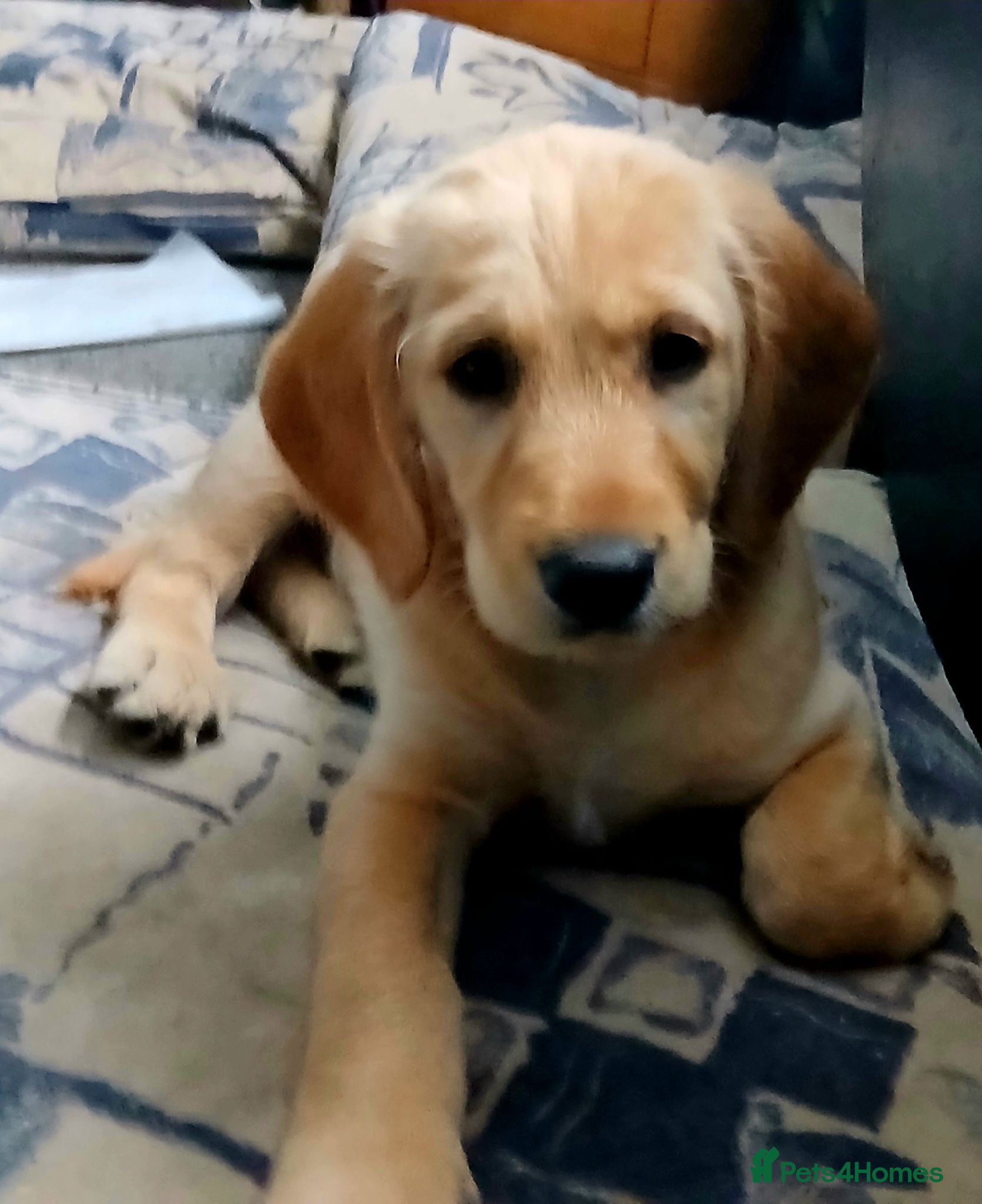 Mixed Breed dogs Ready Gorgeous Cockapoo x Gold Retriever x pups  - Advert 6