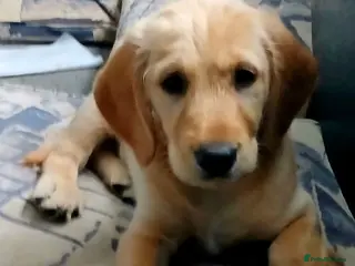 Mixed Breed dogs Ready Gorgeous Cockapoo x Gold Retriever x pups - Advert 6
